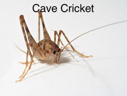 cave_cricket