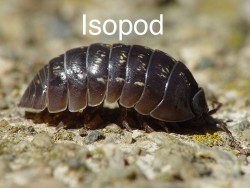 isopod